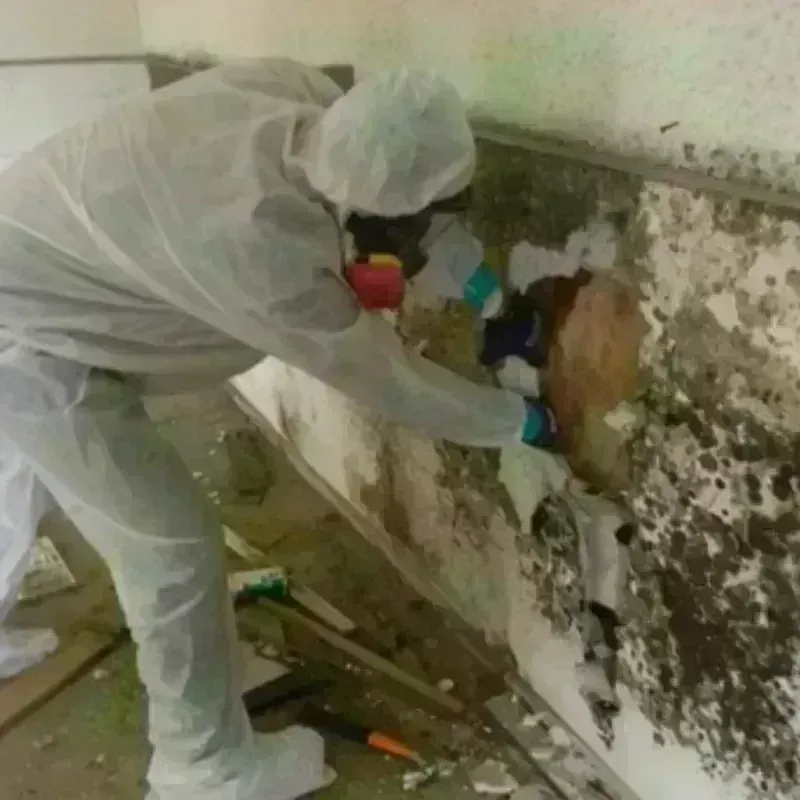 Mold Remediation and Removal in Decatur County, TN